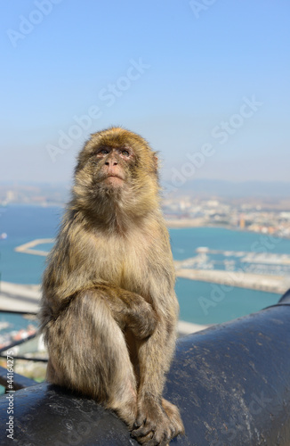 monkey © Yuriy Chertok
