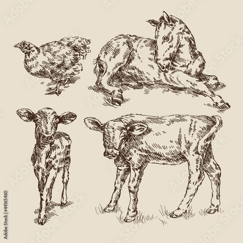 animals
