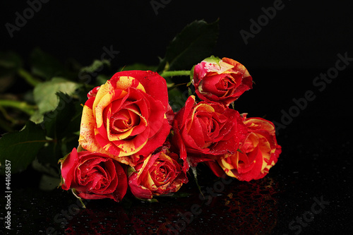 Beautiful red-yellow roses on black background close-up