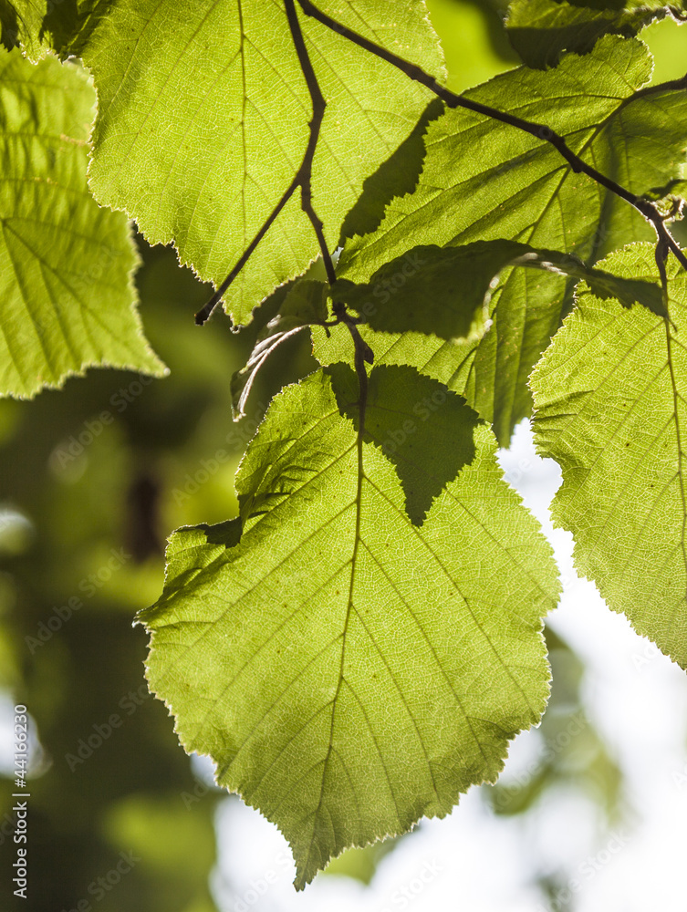 green birch leaves at the tree green birch leaves at the tree