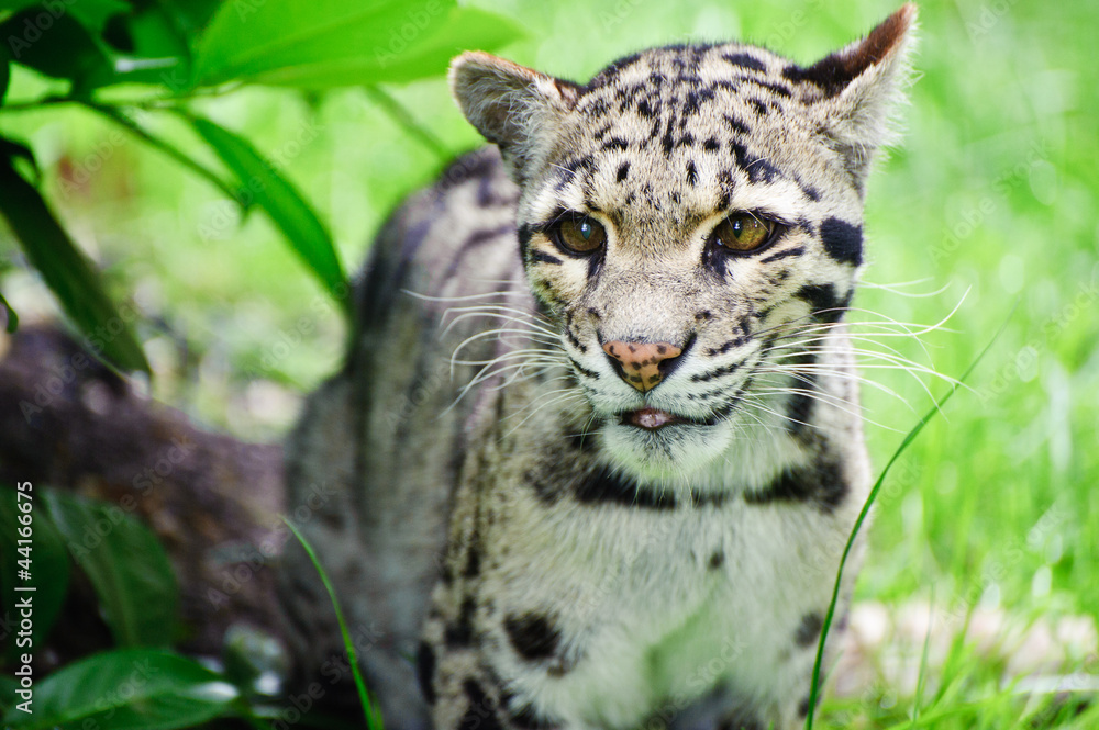 Clouded leopard Neofelis Nebulova big cat portrait Clouded leopard Neofelis Nebulova big cat portrait