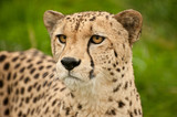 Cheetah Acinonyx Jubatus Big Cat