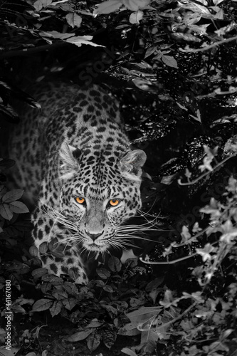 Beautiful leopard Panthera Pardus big cat amongst foliage