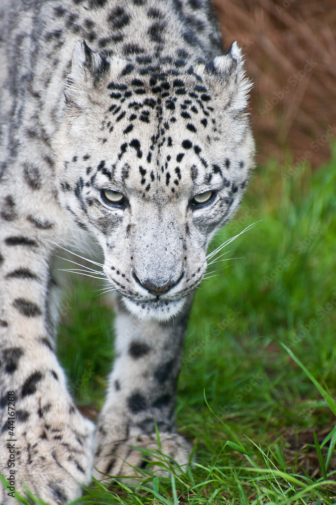 Fototapeta premium Beautiful portrait of Snow Leopard Panthera Uncia big cat