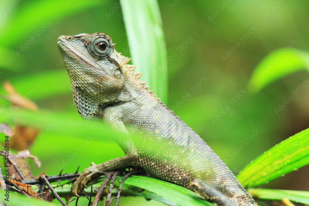 Fototapeta premium Lizard Thailand discover