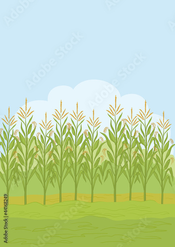 Field with maize