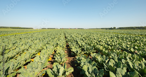 Vegetables growing on a field in summer