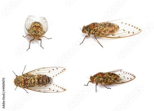 set of cicada insect