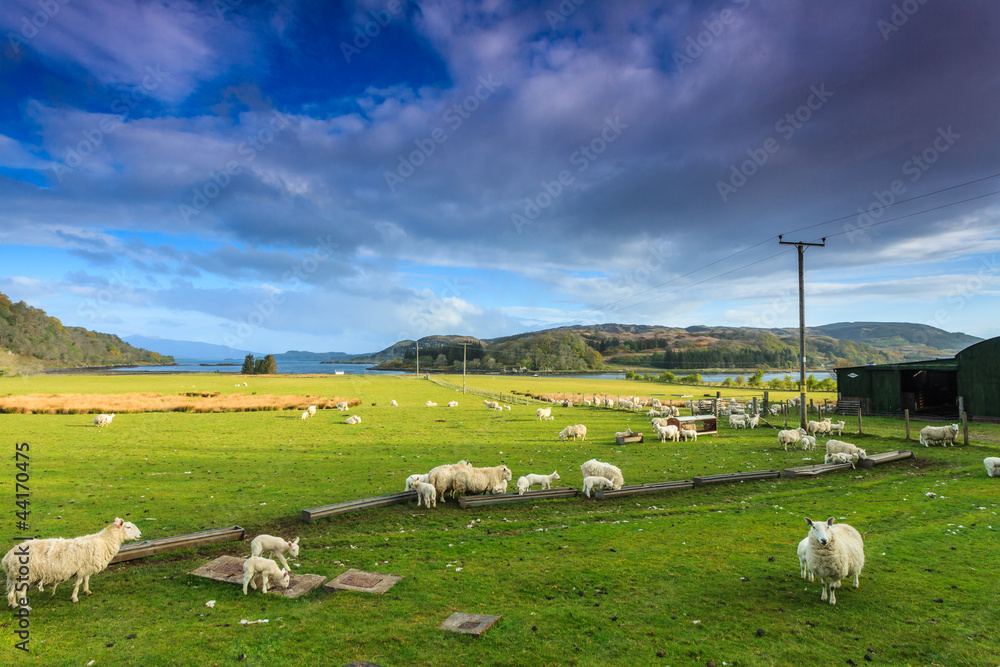 Fototapeta premium Farm sheep in a wide mountain landscape