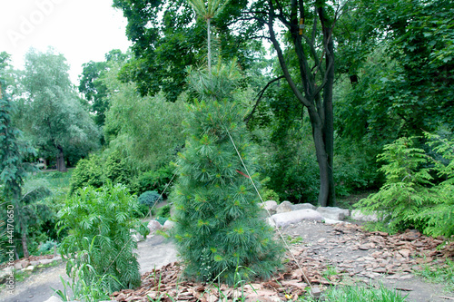 Pinus strobus