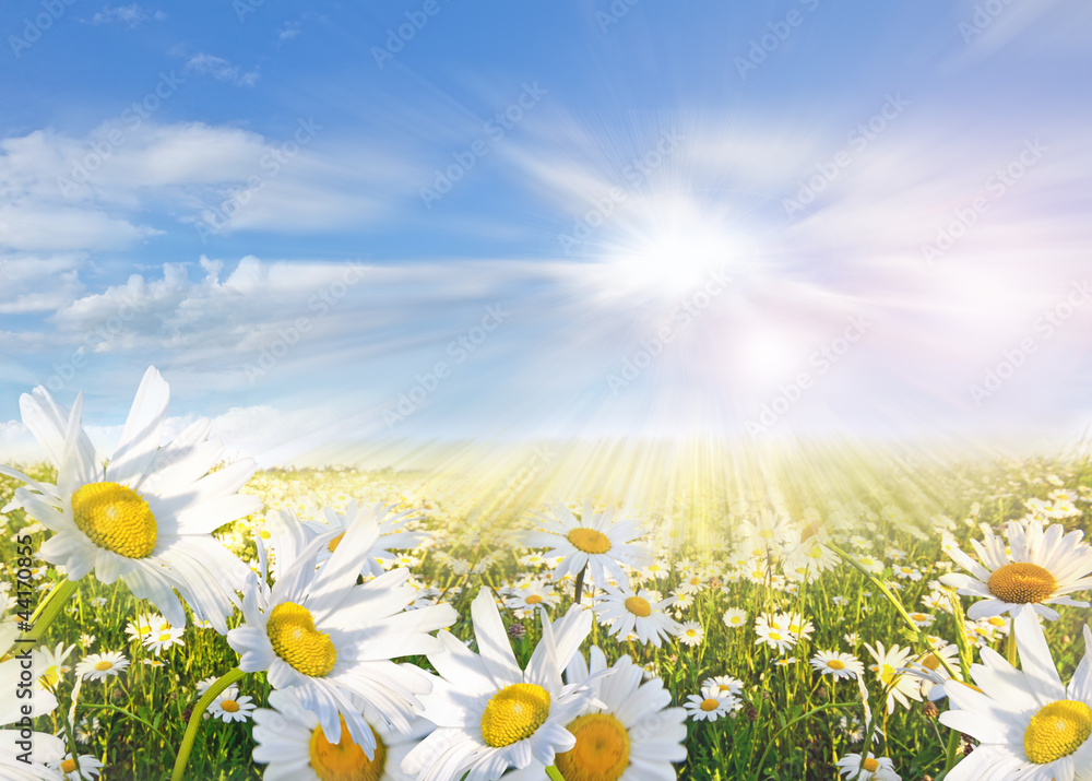 Naklejka premium Summer: Field of daisy flowers with blue sky and clouds