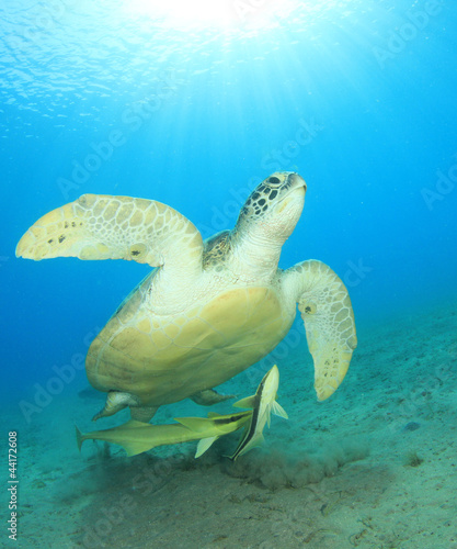 Green Sea Turtle with Remora Fish and sunburst