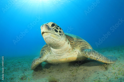Green Sea Turtle © Richard Carey