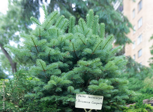 Abies lasiocarpa 'Arizonica Compacta'