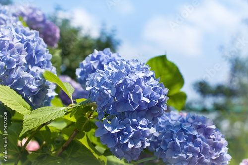 Blue hydrangea flowers