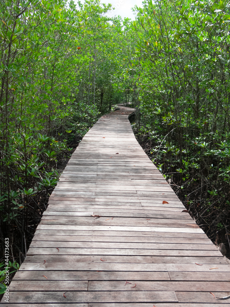 Boardwalk in mangrove forest