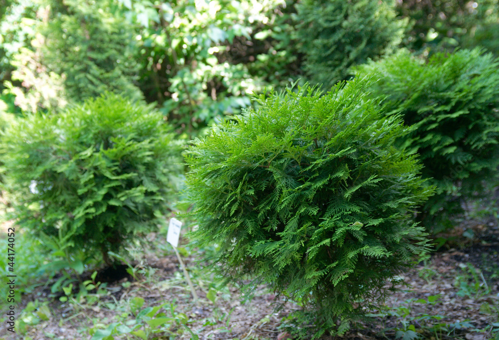 Obraz premium Thuja occidentalis 'Selena'
