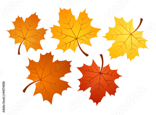 Autumn maple leaves of various colors. Vector illustration.