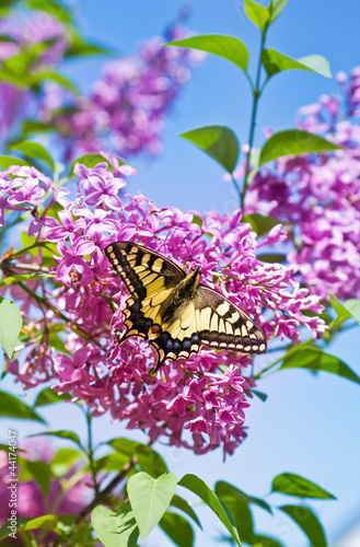 Obraz na płótnie Butterfly