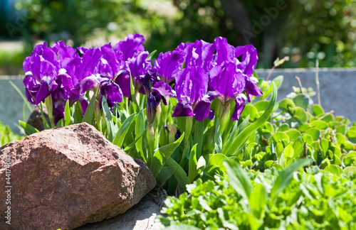 Obraz na płótnie Irises