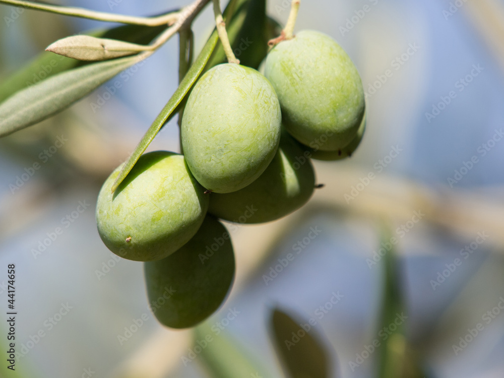 olive tree olive tree