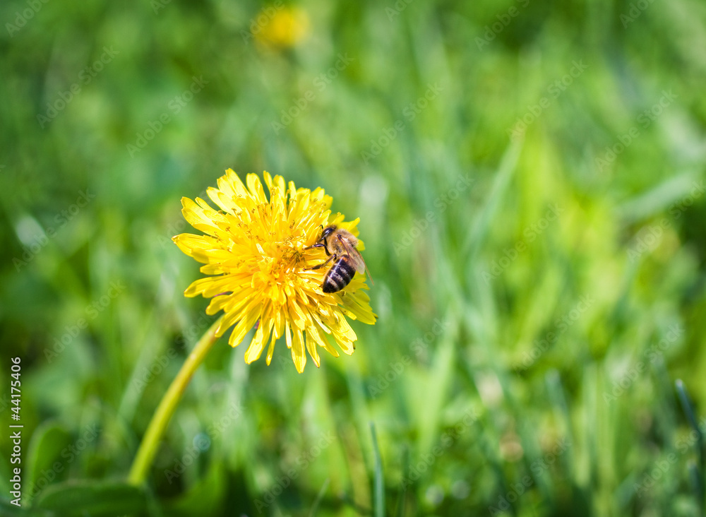 Bee On Dandelion Bee On Dandelion
