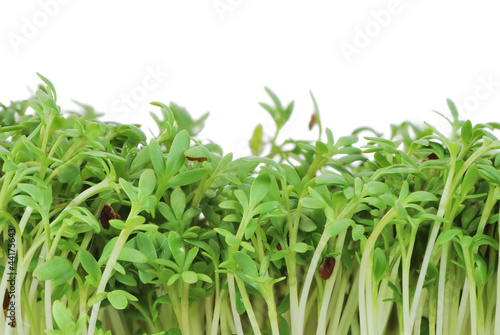 Isolated Watercress Sprouts