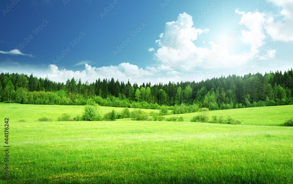 Fototapeta premium field of grass and perfect sky