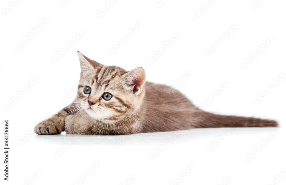 cute cat kitty over white background