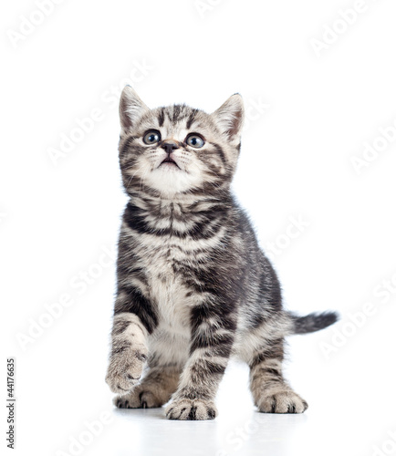 Fototapeta Naklejka Na Ścianę i Meble -  black cat on white background