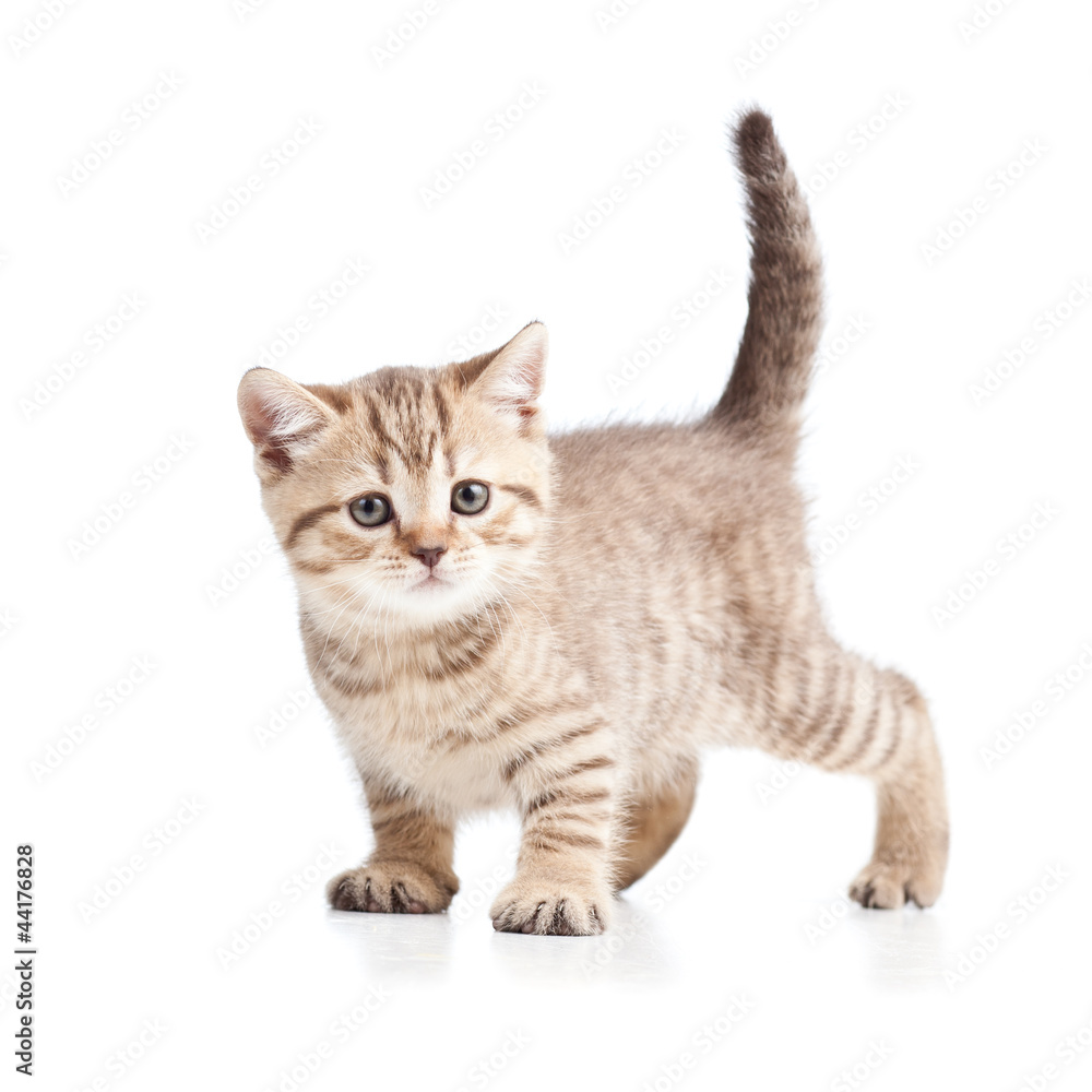 cat kitten on white background