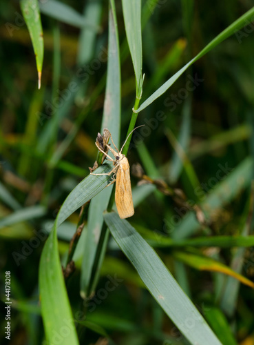tiny moth clings to grass, evening