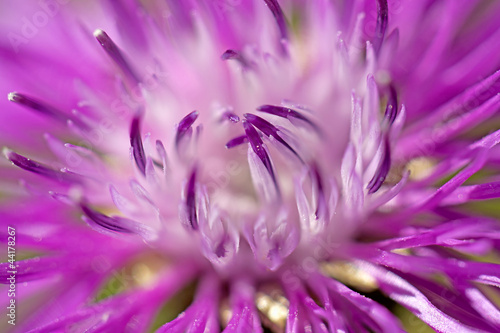 Brown ray knapweed