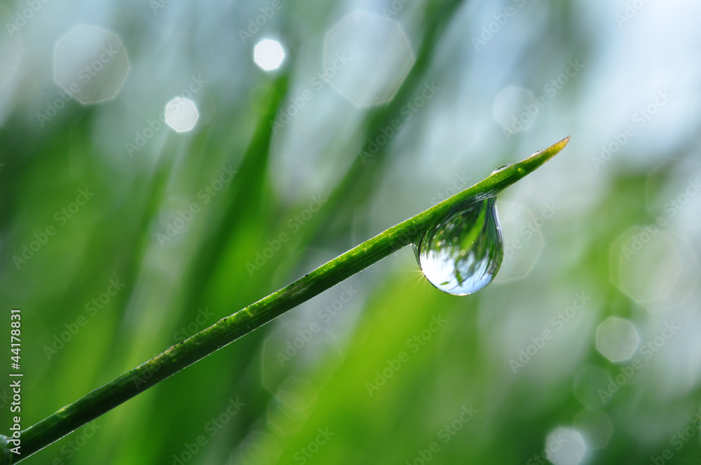 Fototapeta premium dew-drop