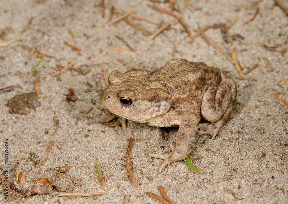 Obraz premium sandy camouflage toad