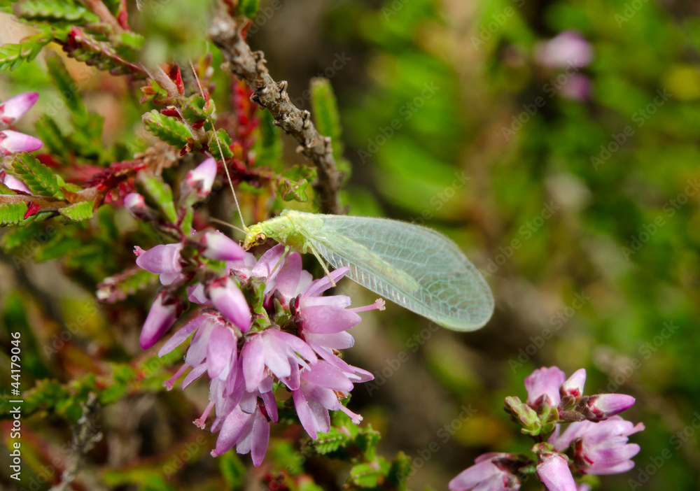 Fototapeta premium green lacewing, common heather