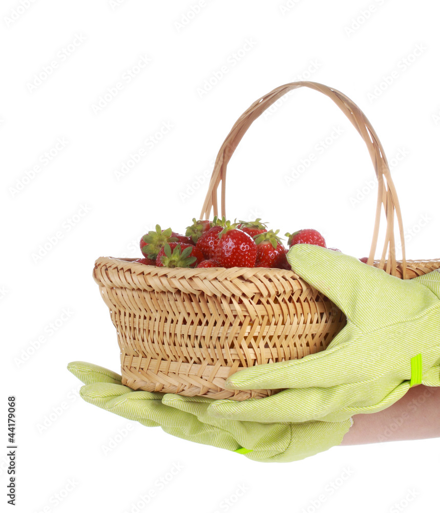 strawberries in a basket strawberries in a basket