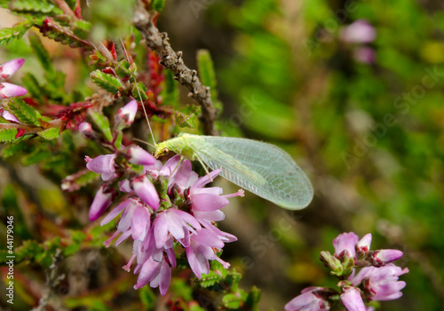 green lacewing, common heather photo