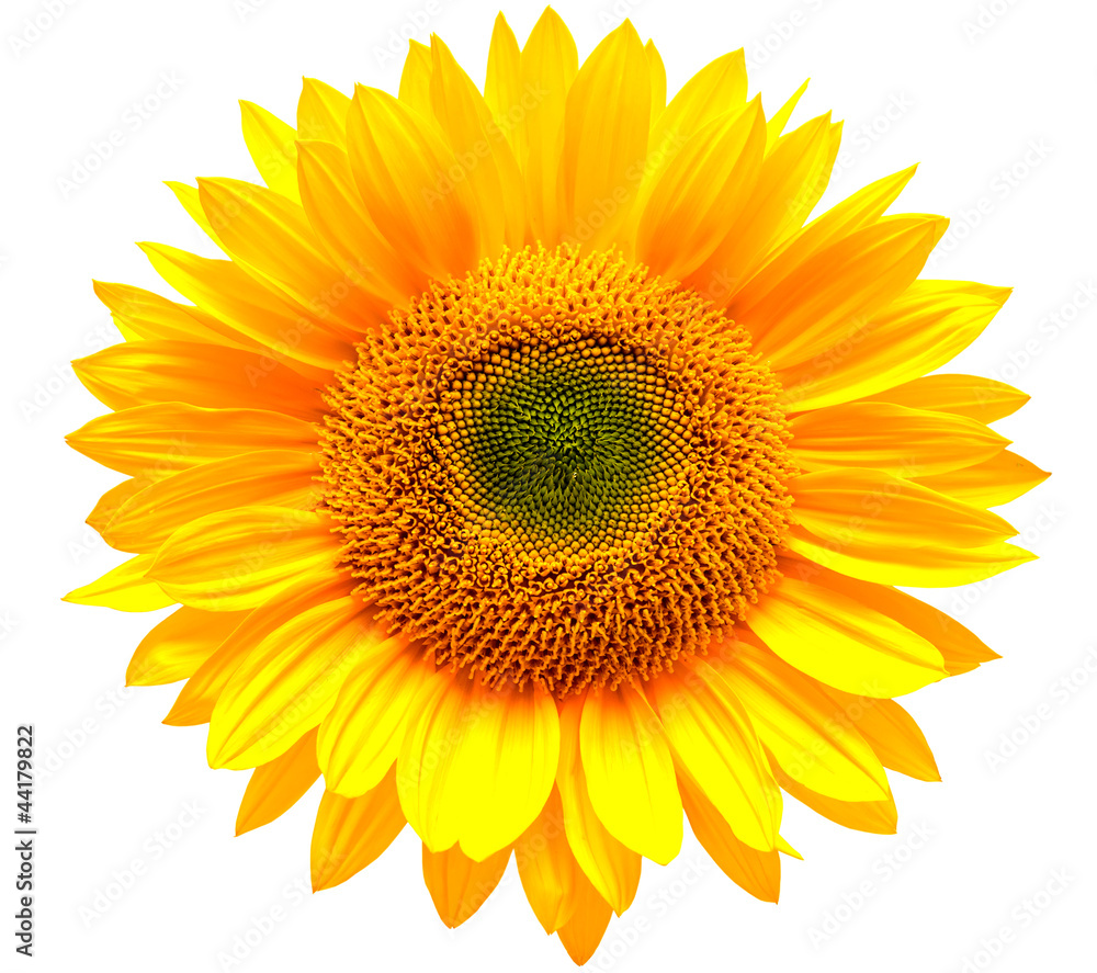 sunflower isolated on white background sunflower isolated on white background