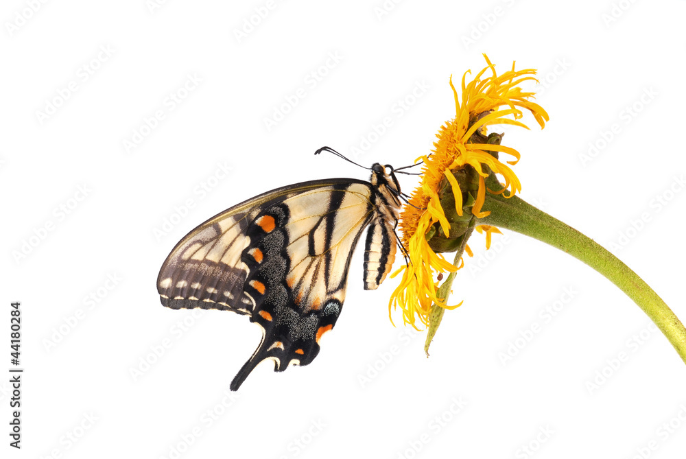 Obraz premium Tiger Swallowtail (Papilio glaucus)