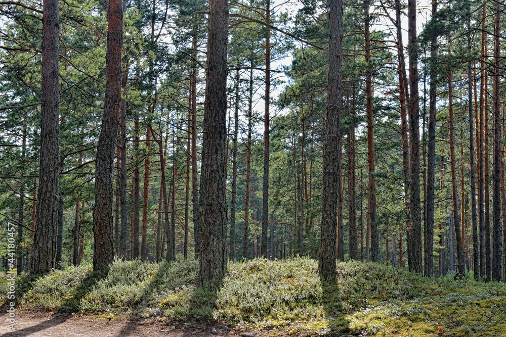 Beautiful view of the pine forest in sunny summer day. Beautiful view of the pine forest in sunny summer day.