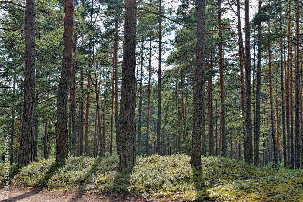 Beautiful view of the pine forest in sunny summer day.