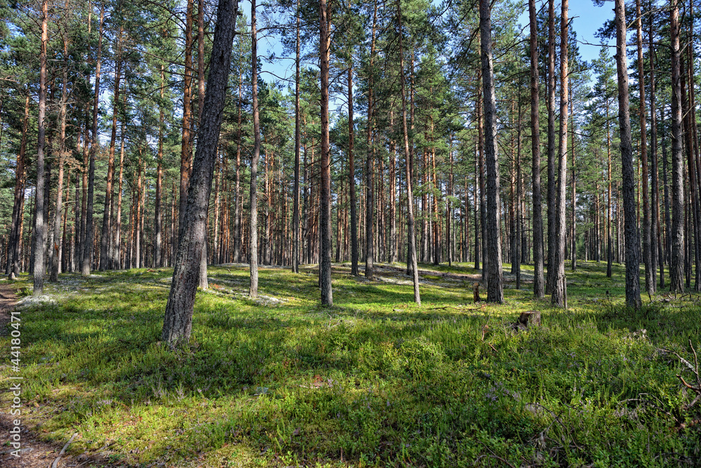 Obraz premium Beautiful view of the pine forest in sunny summer day.