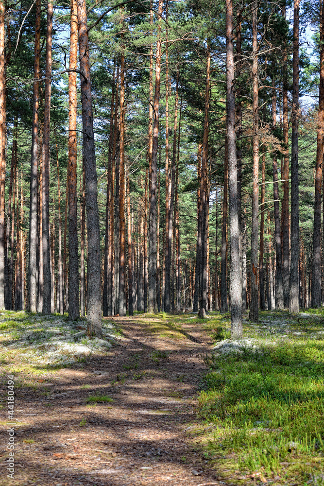 Beautiful view of the pine forest in sunny summer day. Beautiful view of the pine forest in sunny summer day.