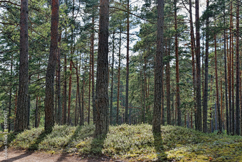 Beautiful view of the pine forest in sunny summer day.