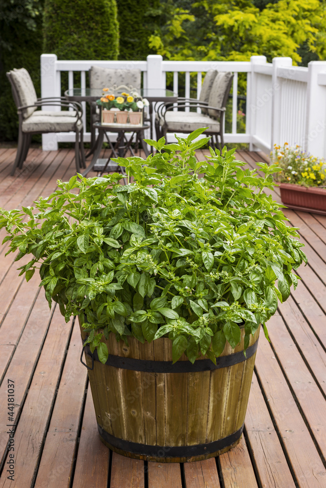 Fototapeta premium Home Garden Herbs on Outdoor Patio