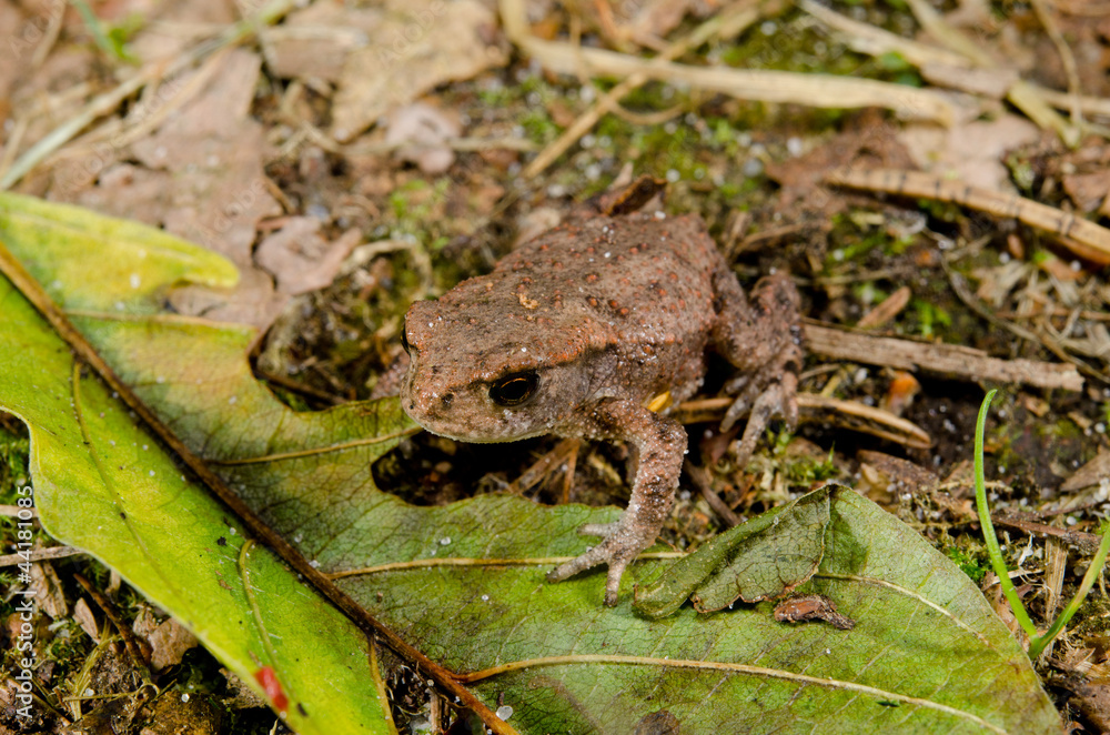 Fototapeta premium baby toad on forest floor