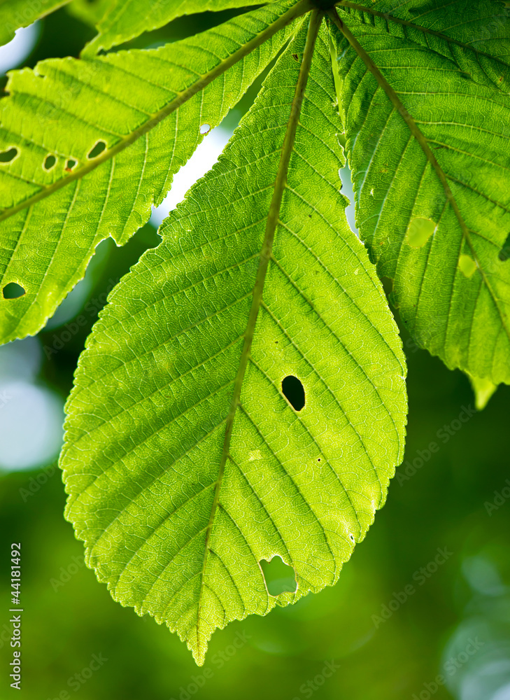 Angefressene Blätter StockFoto Adobe Stock