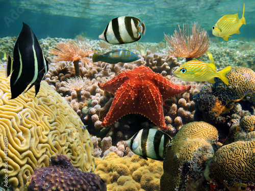 Colorful marine life underwater on a coral reef with a starfish, tropical fish and marine worm, Caribbean sea