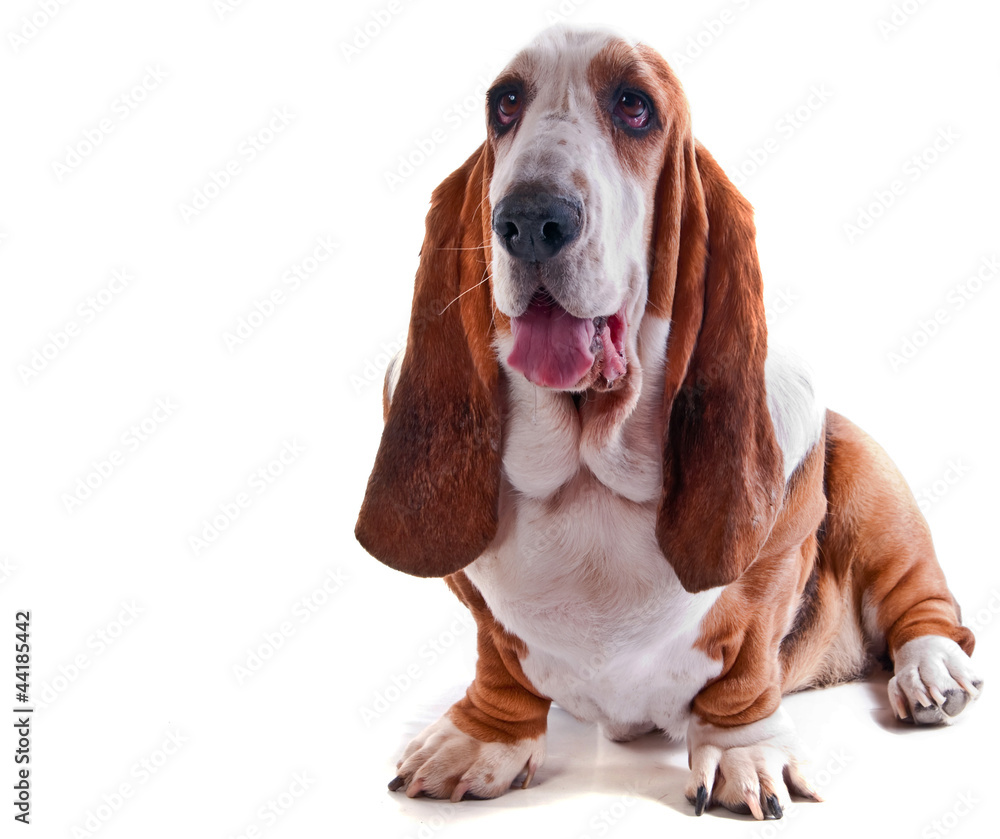 basset hound femelle de 4 ans